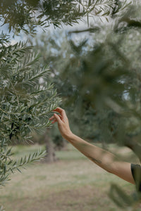 Discovering Tunisian Olive Oil
